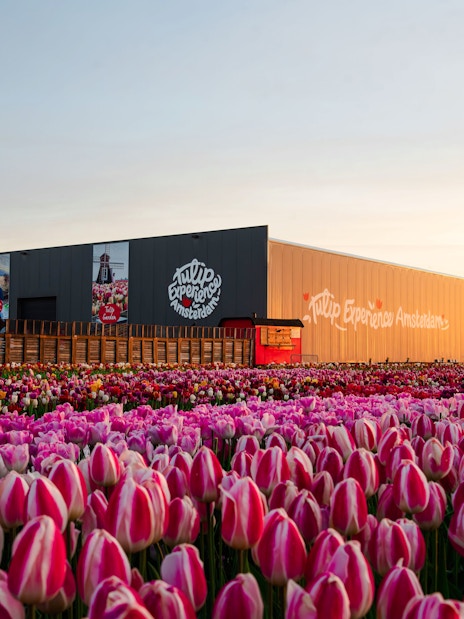 Tulip Experience Amsterdam exterior with tulip fields at sunset.