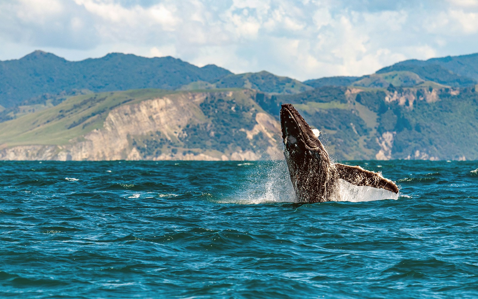 Whale watching boat