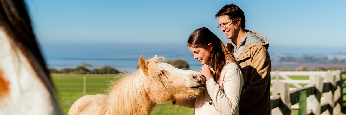A couple petting a pony at Phillip Island Nature Park.