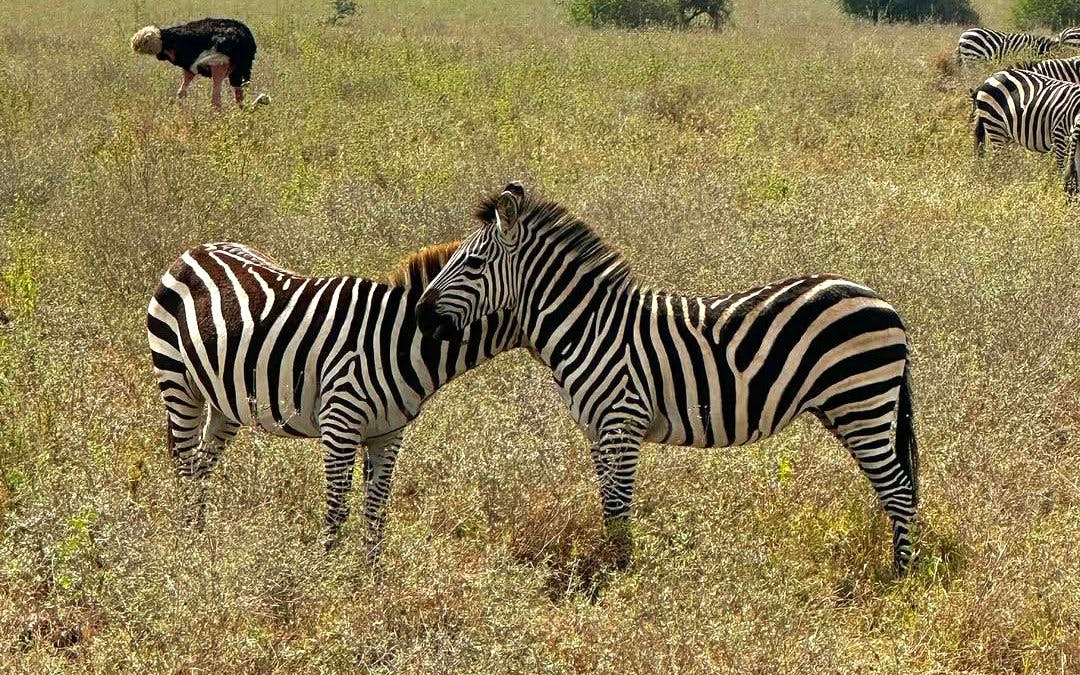 Zebras grazing in Nairobi National Park with an ostrich in the background.