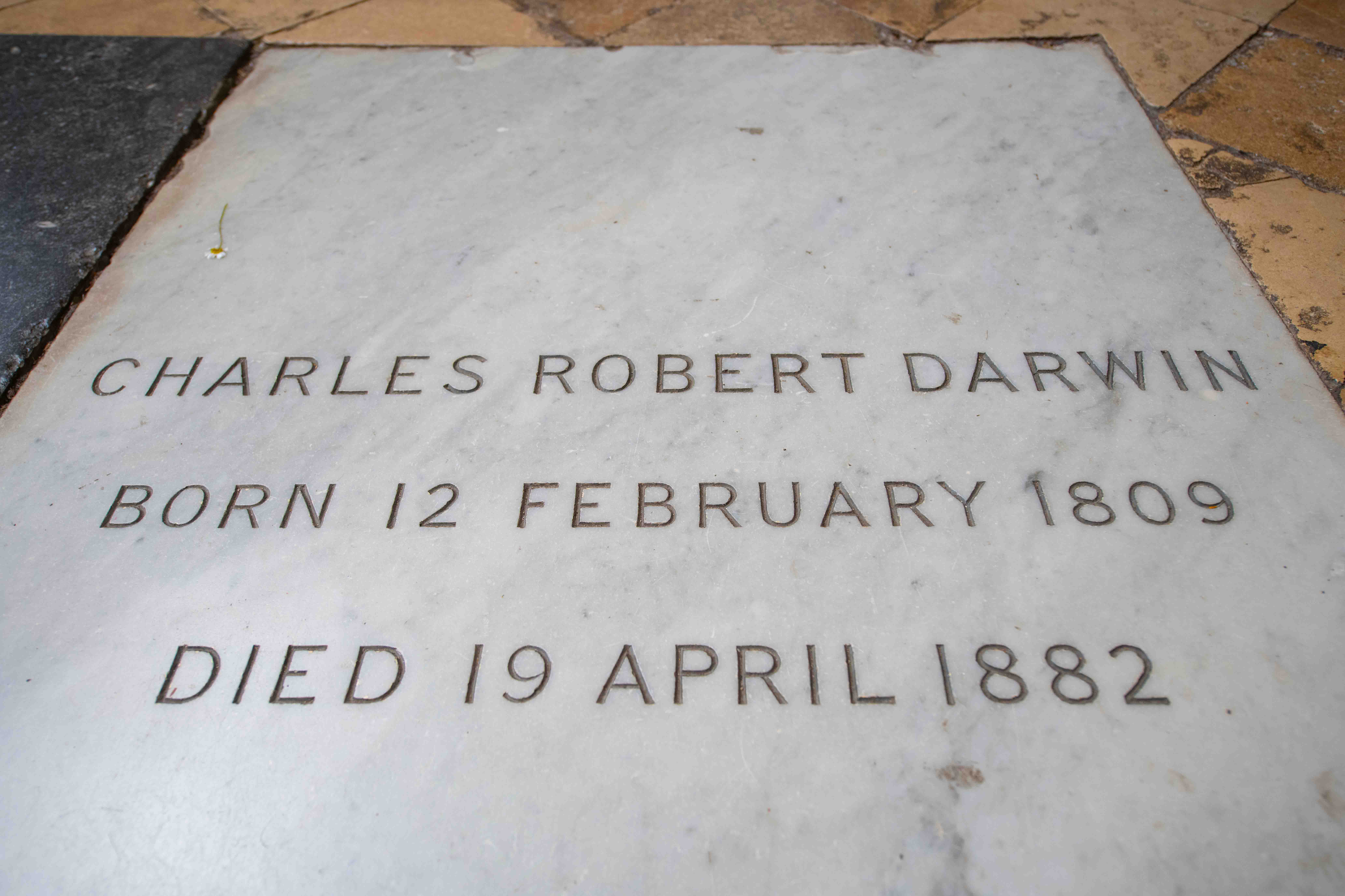 Tombstone of Charles Darwin at Westminster Abbey, London.