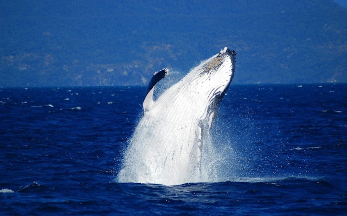 Whale breaching near Fitzroy Island during Cairns guided cruise.