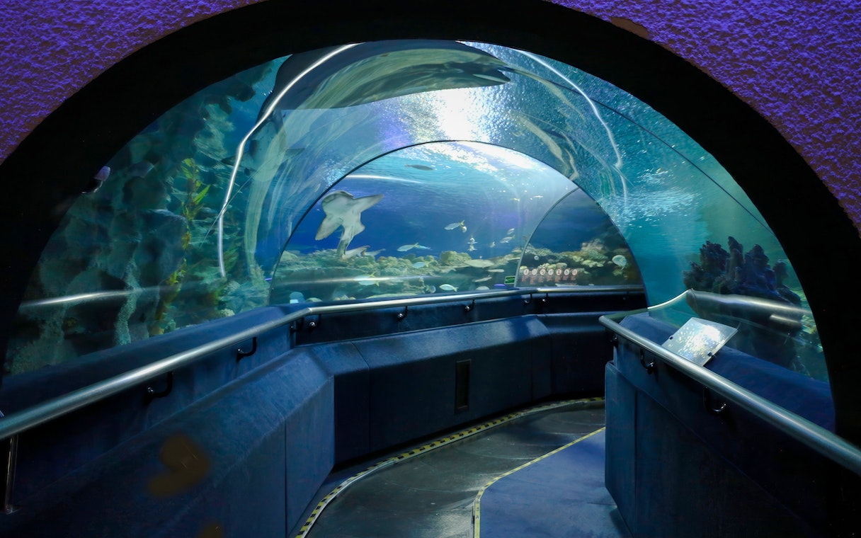Tunnel with aquatic species at Aquaria KLCC, featuring diverse marine life.