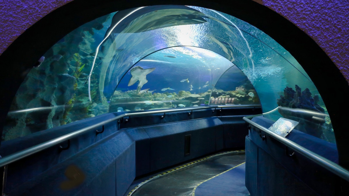 Tunnel with aquatic species at Aquaria KLCC, featuring diverse marine life.