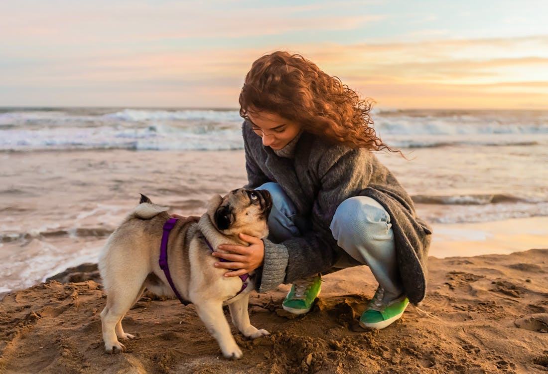 pug dog on beach in Spain