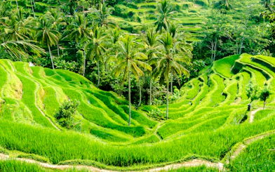 Ubud Highlights Private Tour with Entry Fees Included: Monkey Forest, Tirta Empul, Waterfall & Rice Terrace