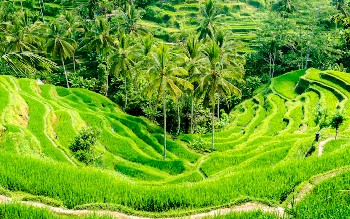 Ubud Highlights Private Tour with Entry Fees Included: Monkey Forest, Tirta Empul, Waterfall & Rice Terrace