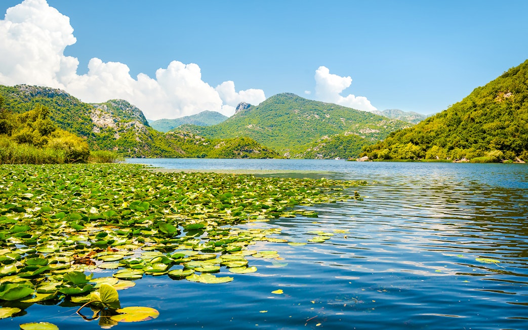 Skadar Lake, Montenegro with lily pads and water lilies under a clear sky.