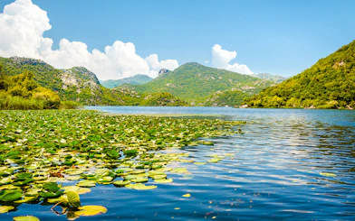Skadar Lake, Montenegro with lily pads and water lilies under a clear sky.
