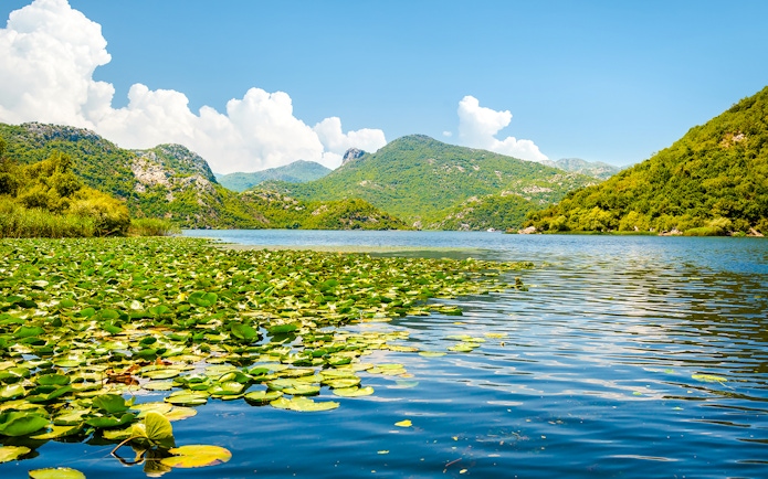 Skadar Lake, Montenegro with lily pads and water lilies under a clear sky.