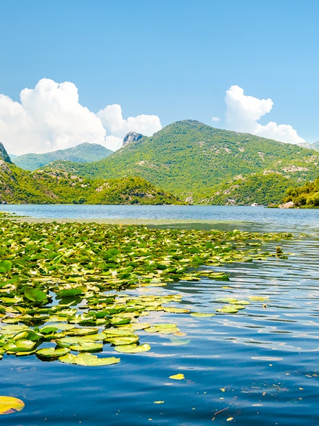 Skadar Lake, Montenegro with lily pads and water lilies under a clear sky.