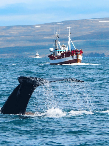 Whale tail near the boat Moby Dick during a whale spotting cruise in Iceland.