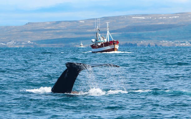 Whale tail near the boat Moby Dick during a whale spotting cruise in Iceland.