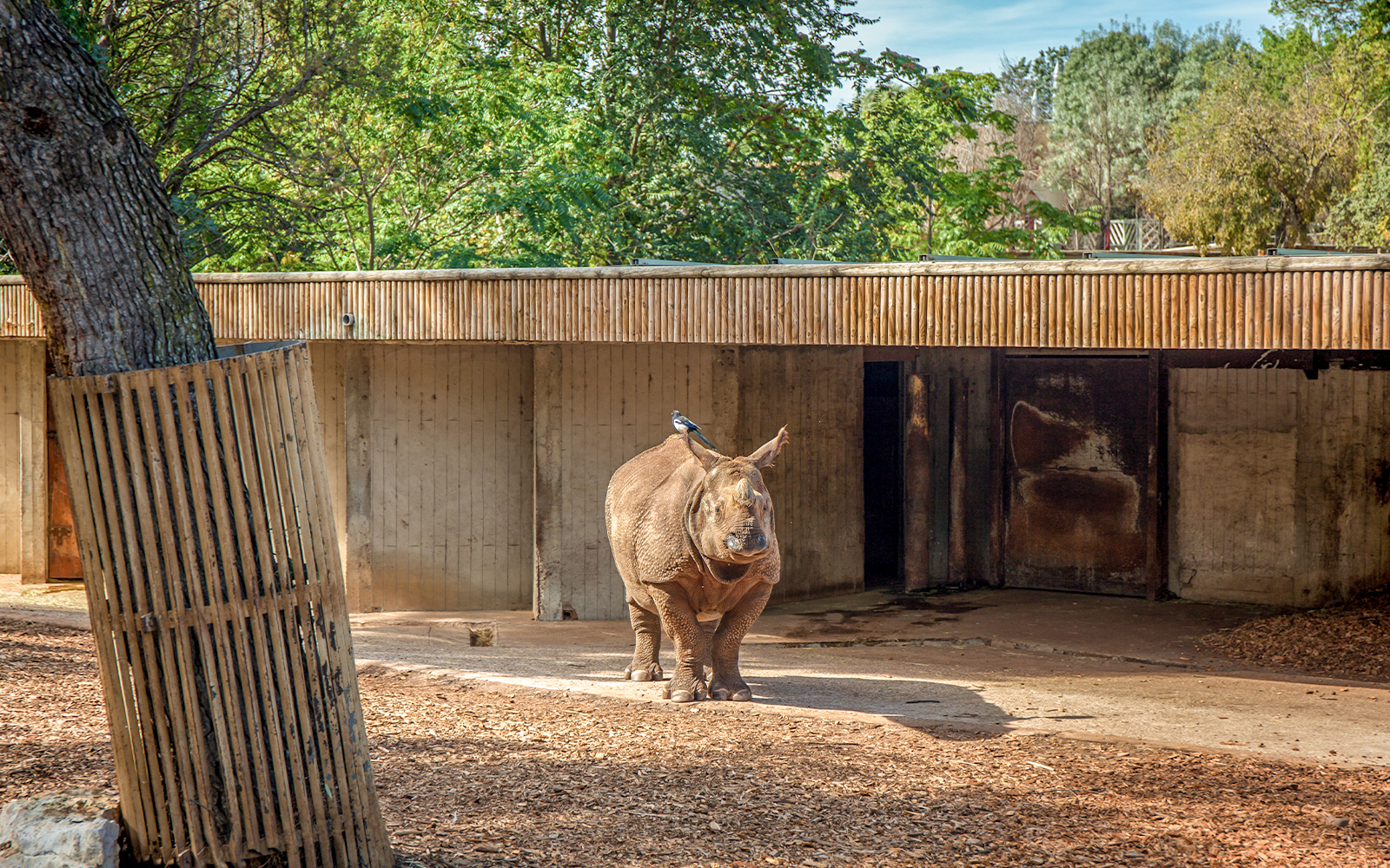 Indian rhinoceros at Madrid Zoo, Spain, standing in a grassy enclosure.