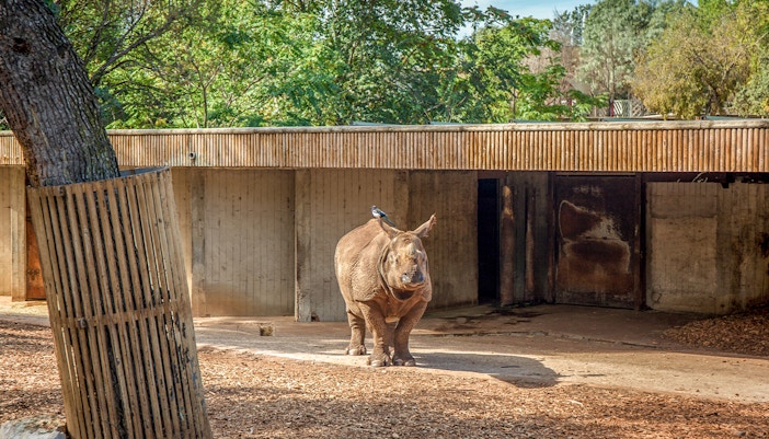 Indian rhinoceros at Madrid Zoo, Spain, standing in a grassy enclosure.