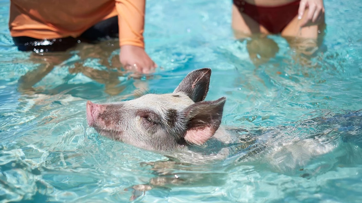Swimming pig with people in clear water at Rose Island, Nassau, Bahamas.