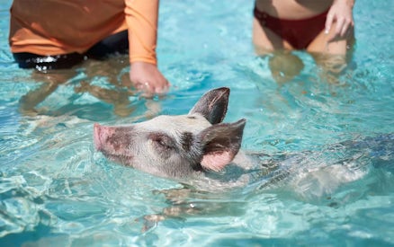 Swimming pig with people in clear water at Rose Island, Nassau, Bahamas.