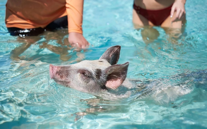 Swimming pig with people in clear water at Rose Island, Nassau, Bahamas.