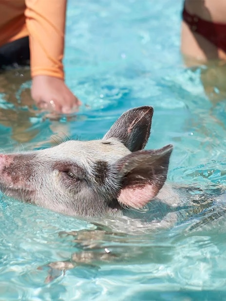 Swimming pig with people in clear water at Rose Island, Nassau, Bahamas.