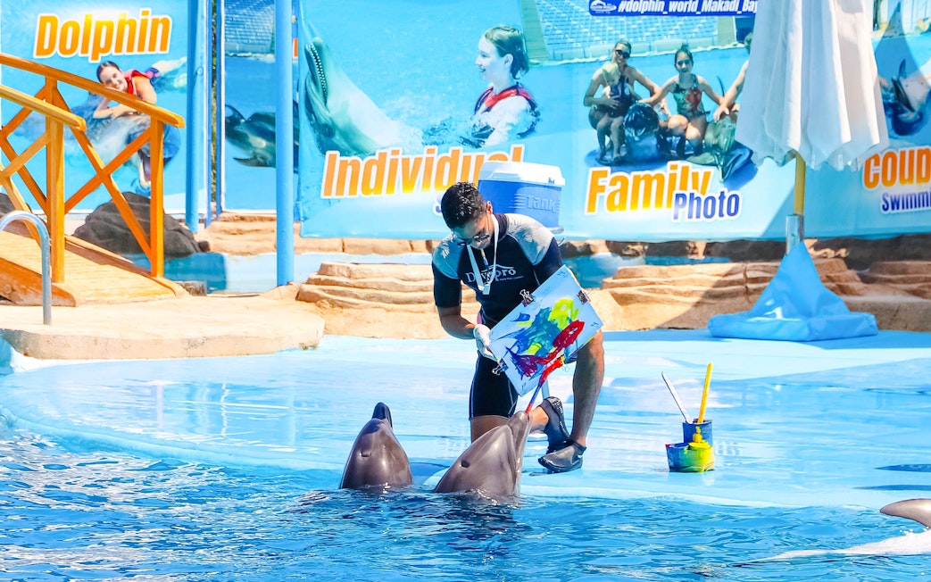 Dolphins painting with trainer at a show in Hurghada.