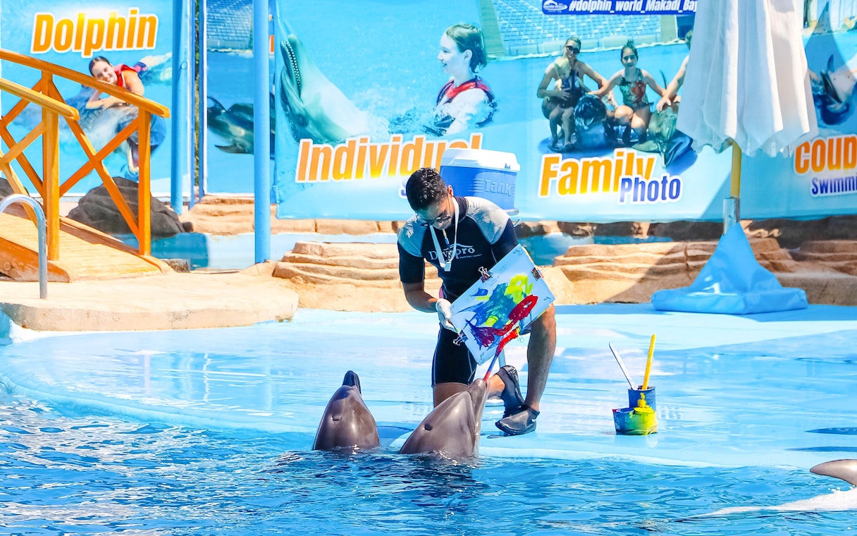 Dolphins painting with trainer at a show in Hurghada.