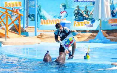 Dolphins painting with trainer at a show in Hurghada.