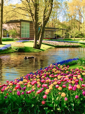 Colorful tulip garden with a pond and trees in a park setting.