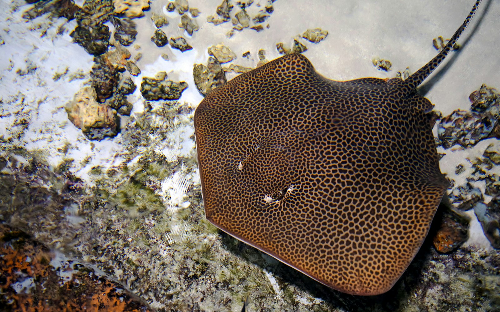 Leopard whipray (Himantura leoparda) in the pool