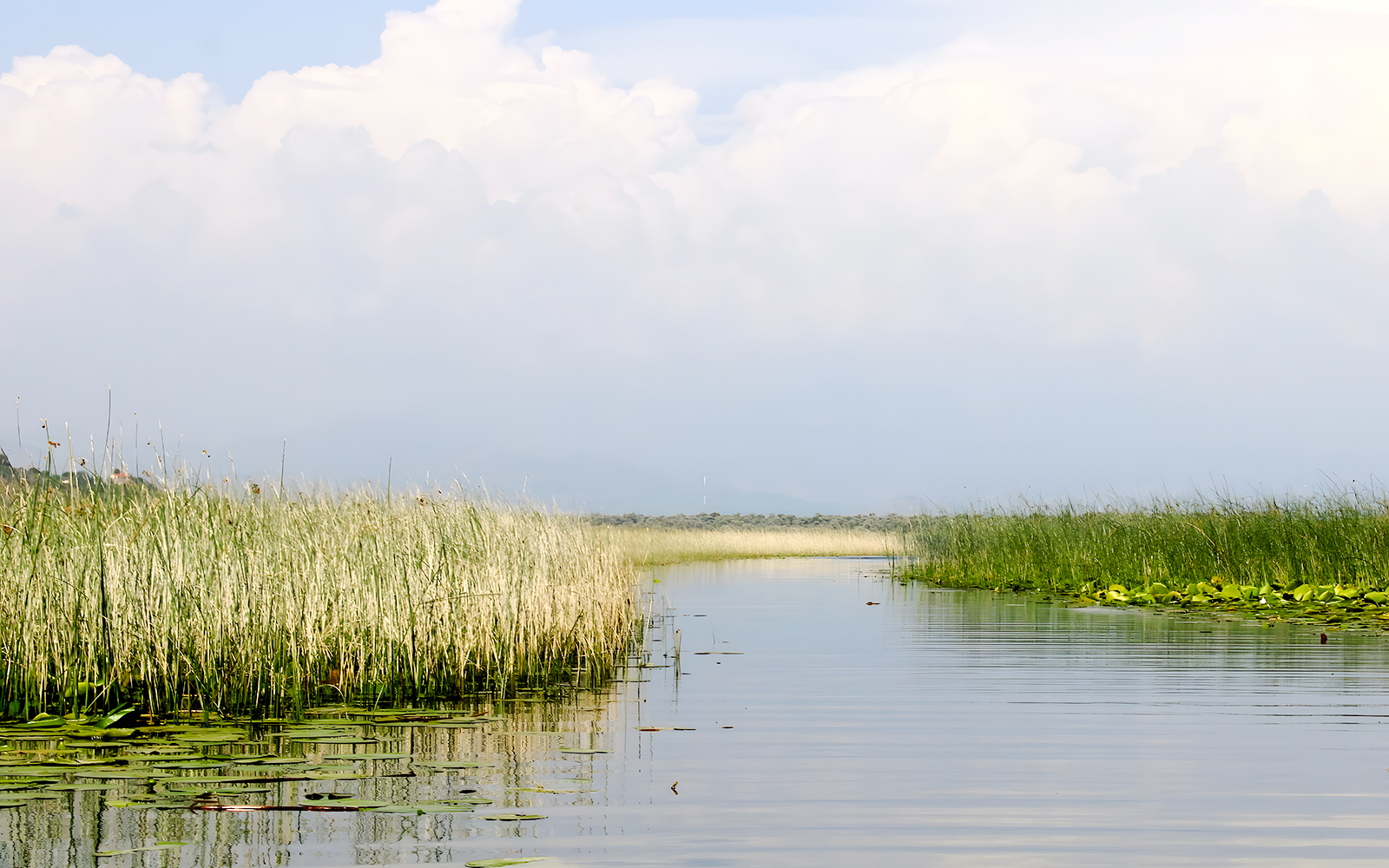 Narrow water channel with reed beds and willow trees, Lake Skadar.
