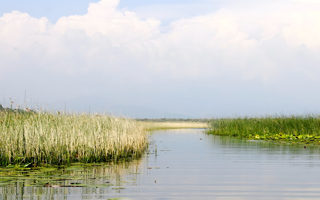 Narrow water channel with reed beds and willow trees, Lake Skadar.