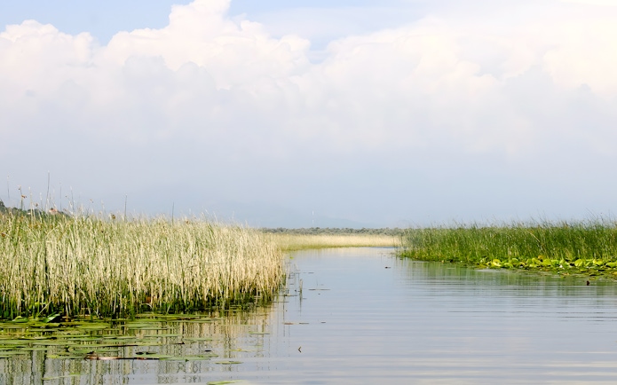 Narrow water channel with reed beds and willow trees, Lake Skadar.