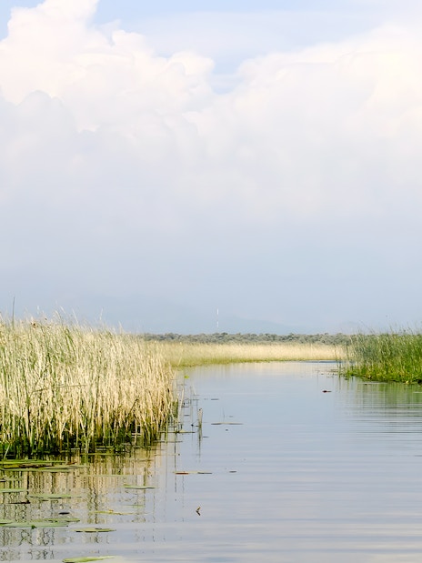 Narrow water channel with reed beds and willow trees, Lake Skadar.
