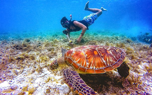 Snorkeler observing sea turtle at Langkawi Marine Park.