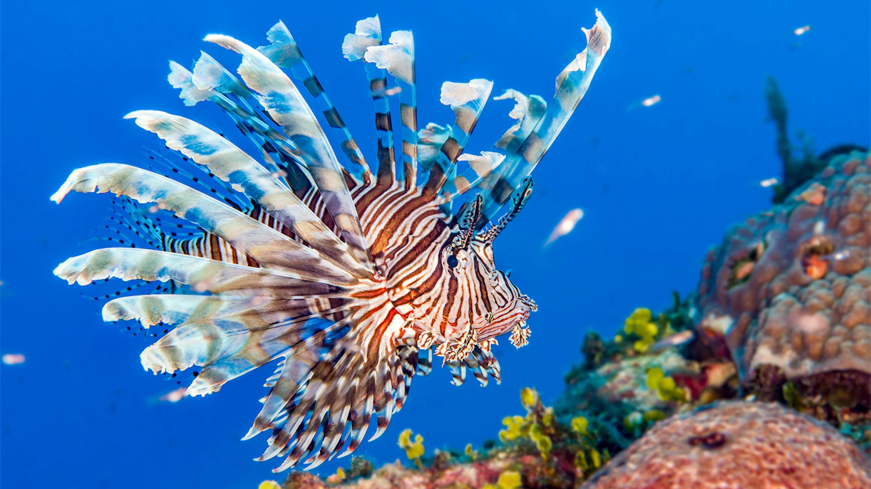 Lionfish swimming near coral reef at SEA LIFE Sydney.