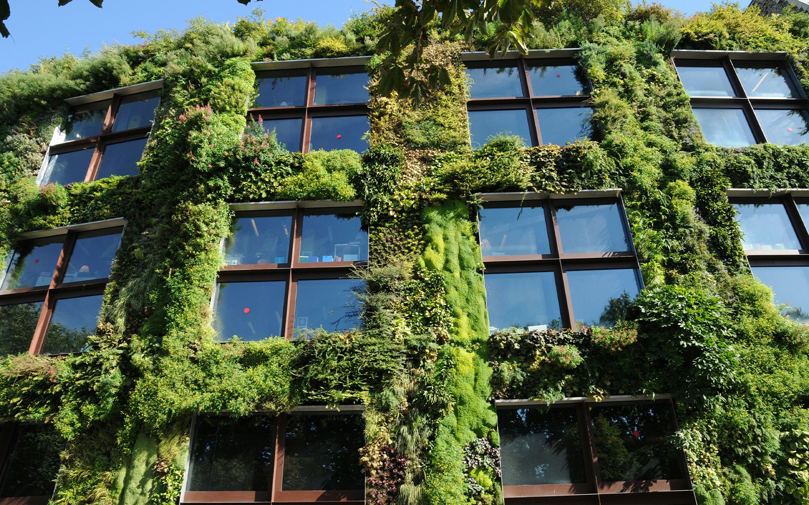 Mur végétal du musée du quai Branly