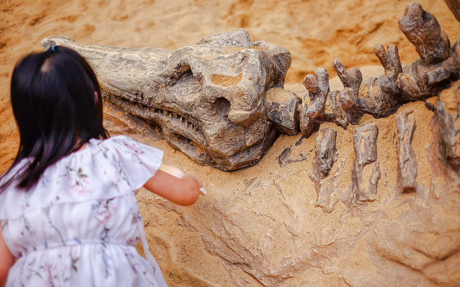 Dinosaur skeleton exhibit at the American Museum of Natural History, New York.