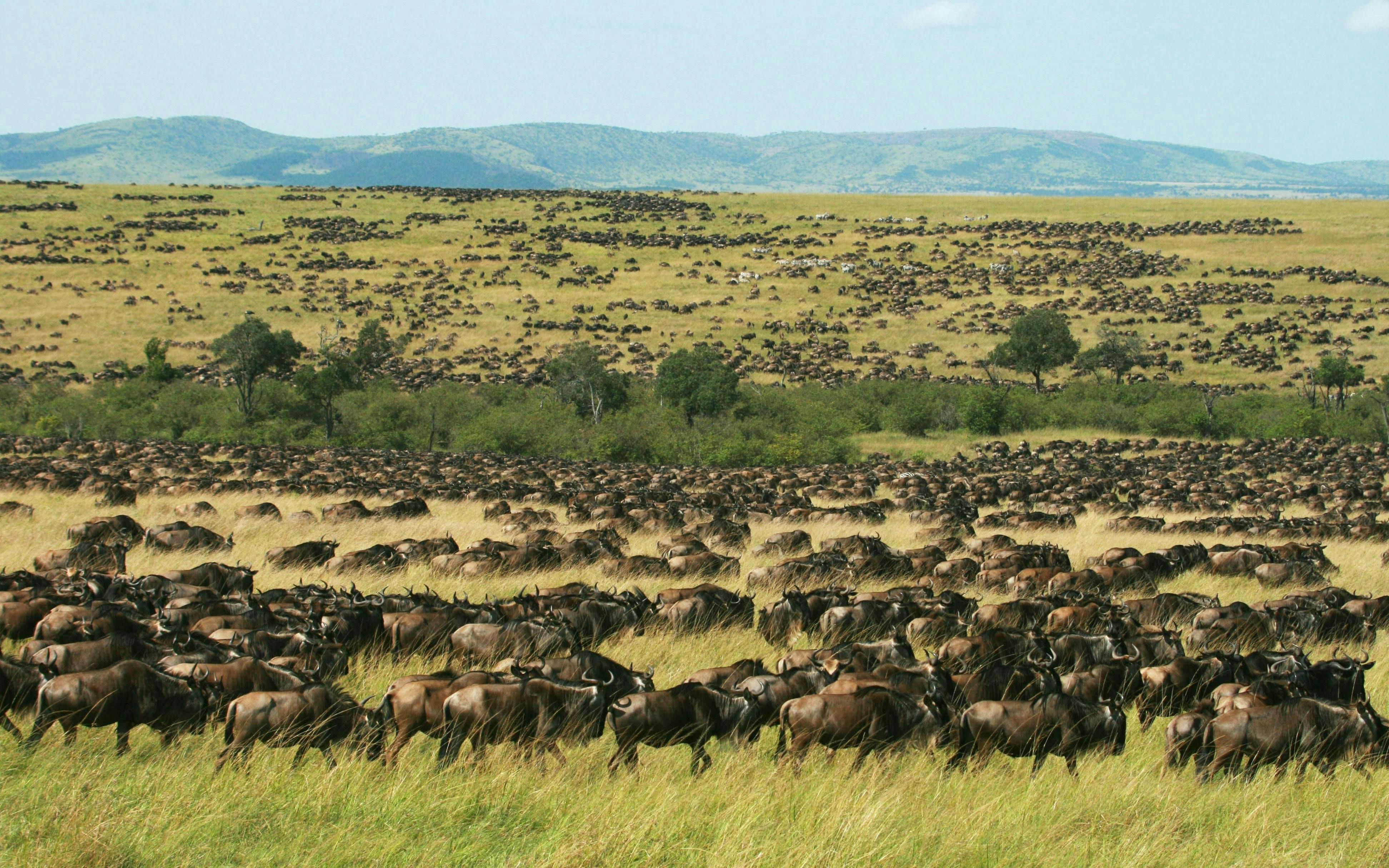 Wildebeest migration across the plains in Amboseli National Park, Kenya.