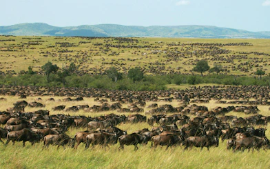 Wildebeest migration across the plains in Amboseli National Park, Kenya.