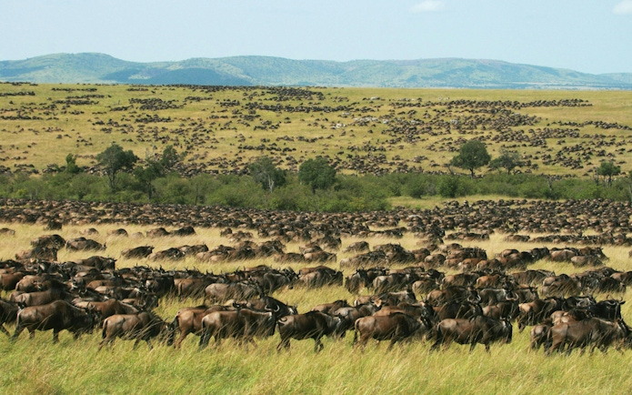 Wildebeest migration across the plains in Amboseli National Park, Kenya.