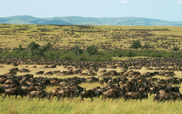 Wildebeest migration across the plains in Amboseli National Park, Kenya.