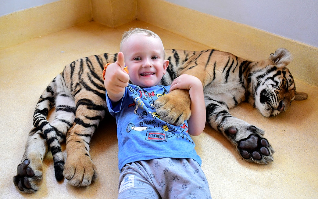 Child interacting with a resting tiger at Tiger Park, Thailand.