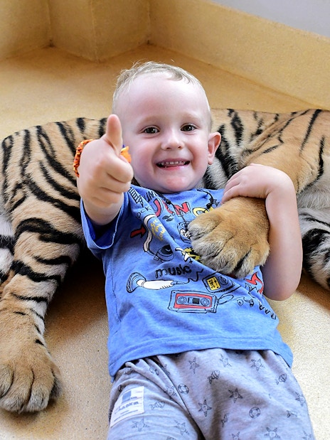 Child interacting with a resting tiger at Tiger Park, Thailand.