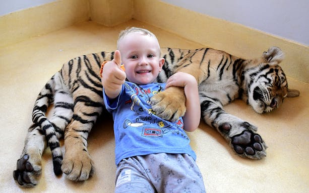 Child interacting with a resting tiger at Tiger Park, Thailand.