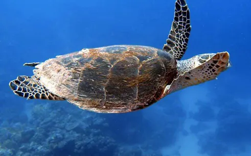fra hurghada: dagstur til sharm el naga med snorkling, lunsj og hotelltransport-1