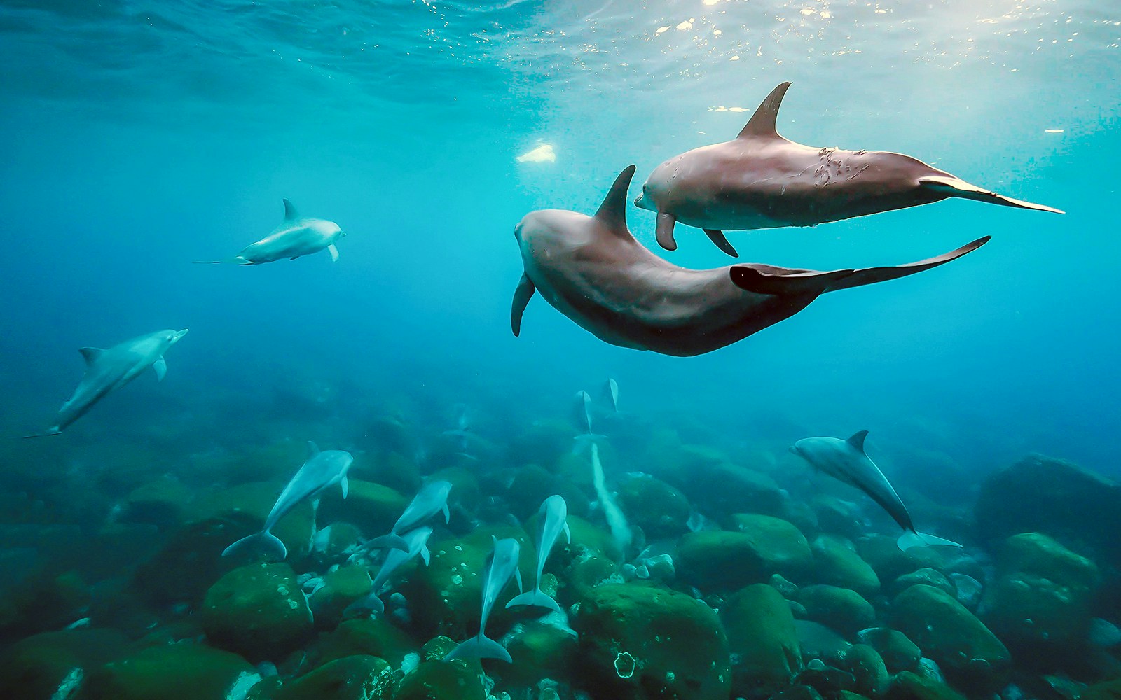 Indo-Pacific Bottlenose Dolphin underwater