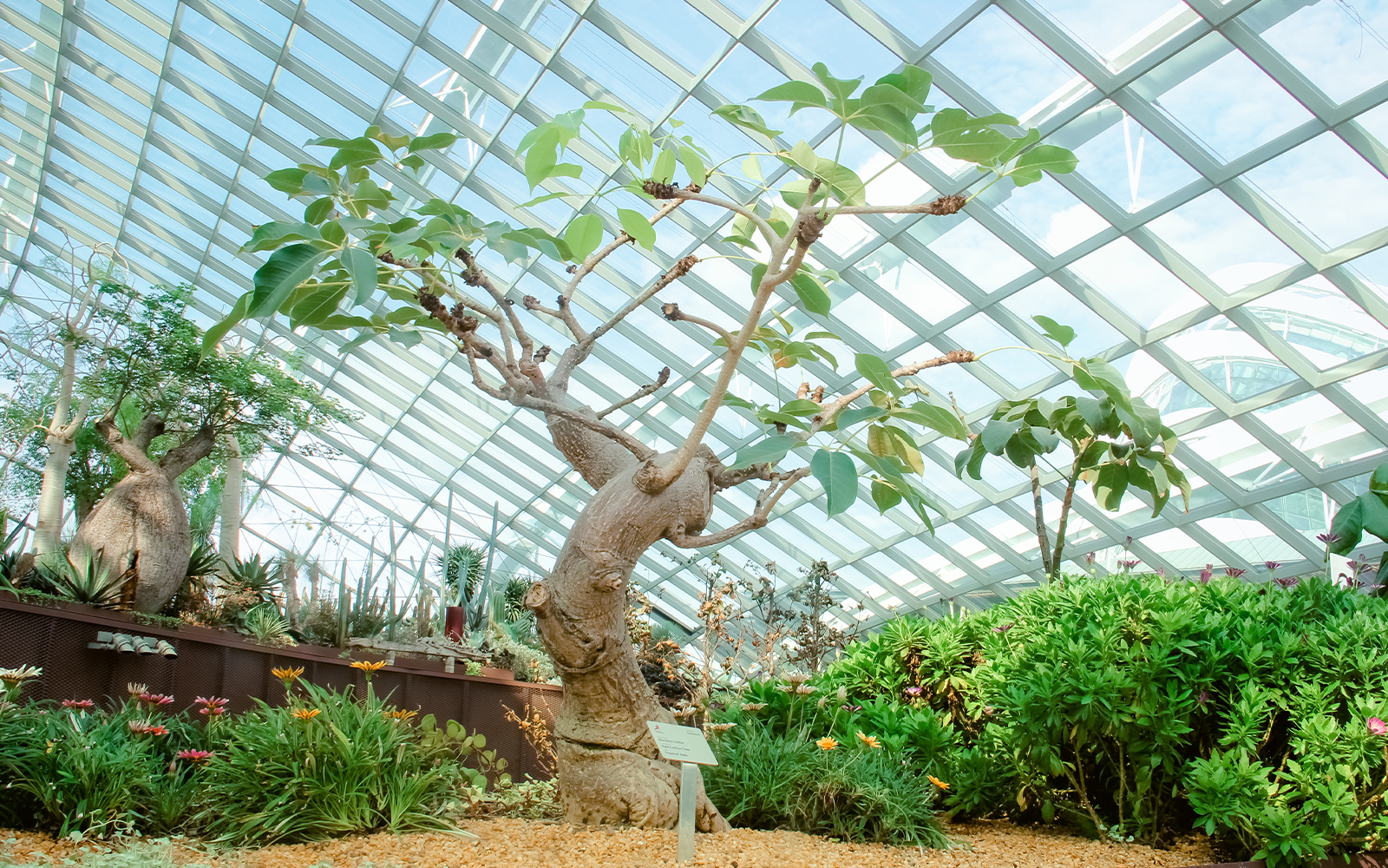 Tree in a greenhouse in Singapore