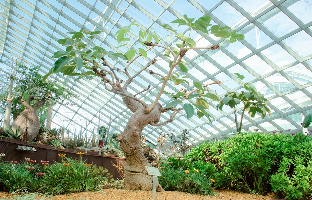 Tree in a greenhouse in Singapore