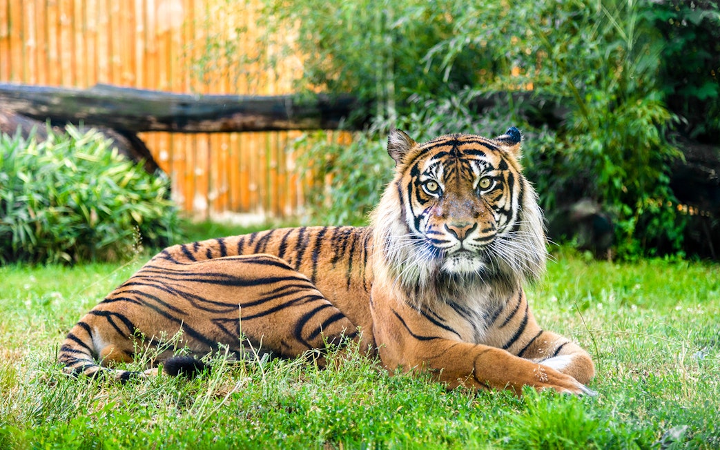 Bengal tiger resting on grass at Wroclaw Zoo.