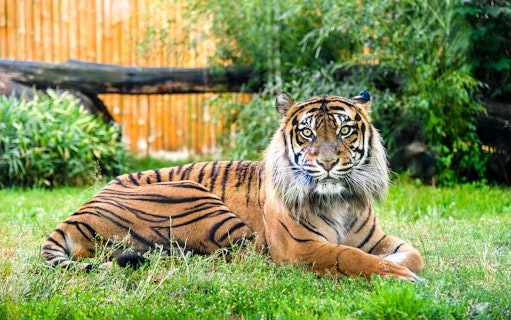 Bengal tiger resting on grass at Wroclaw Zoo.
