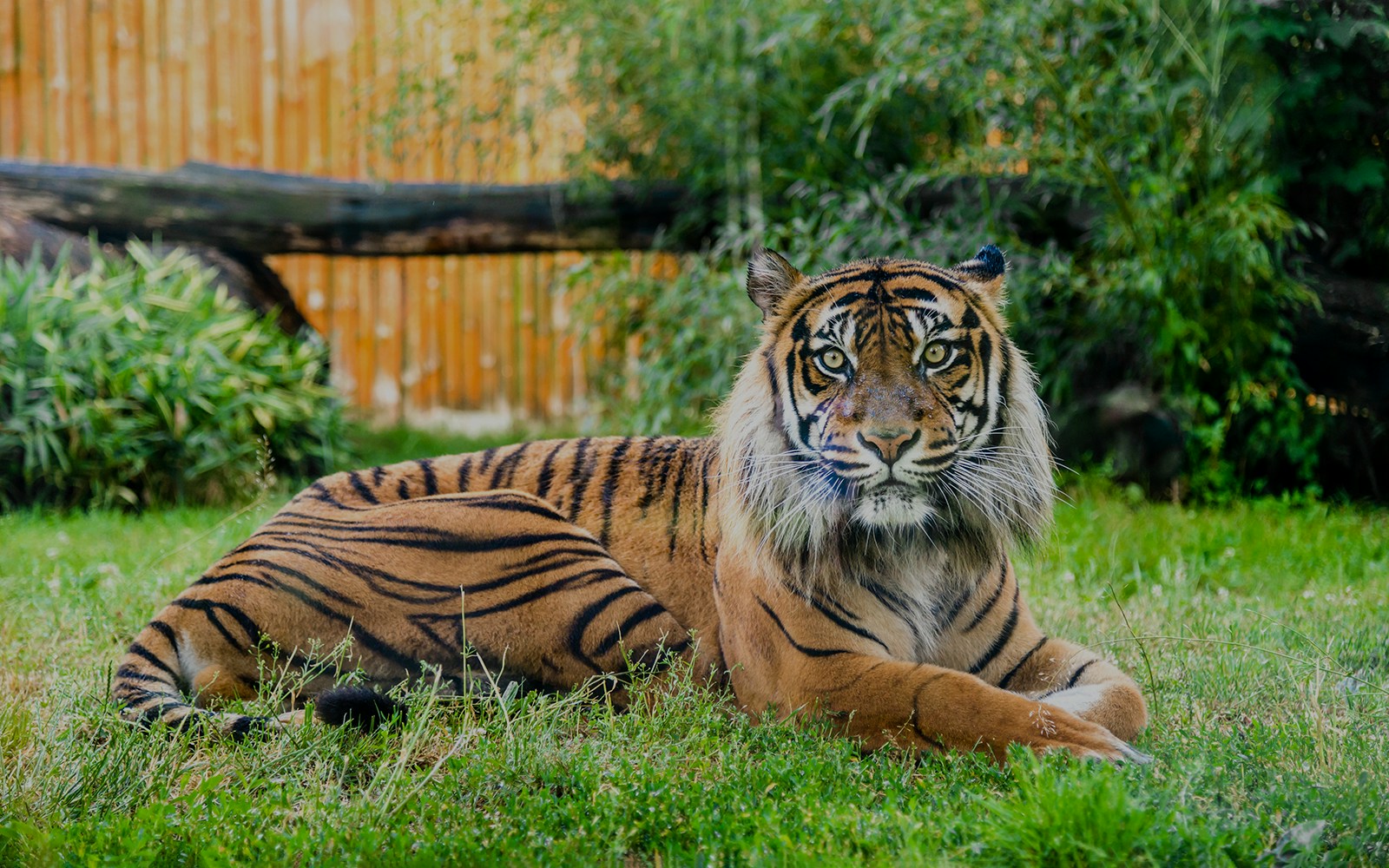 Bengal tiger resting in enclosure